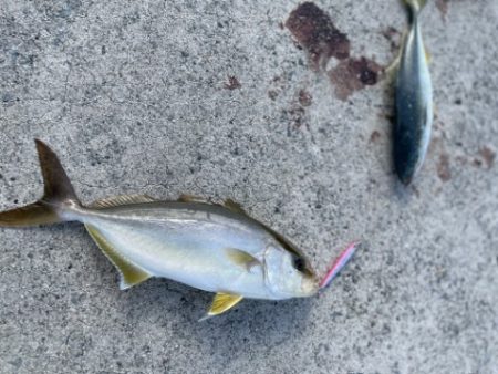 2025 佐渡ヶ島エギング Vol.19【9月27日】